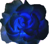 Click the rose to email me ....